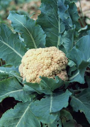 居酒家 土間土間 横浜駅前店の魅力と概要